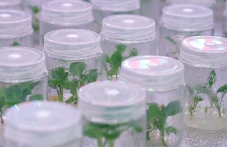 津產(chǎn)花椰菜新品種拿下印度千萬(wàn)訂單