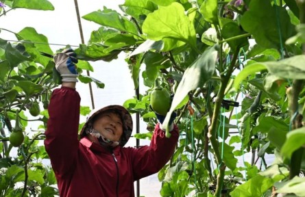 湖北隨州萬店鎮(zhèn)：蔬菜產(chǎn)業(yè)年產(chǎn)值4億元