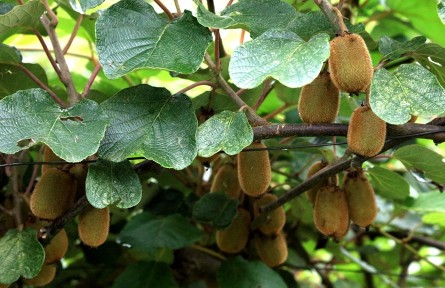 貴州：產(chǎn)業(yè)發(fā)展放大招 百姓腰包鼓起來