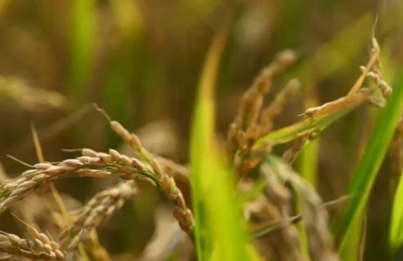 天津：夯實糧食安全根基 新品水稻開始育秧