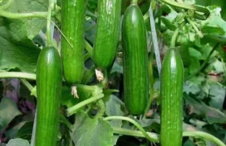 如何正確識別有機肥和生物有機肥的性能特點