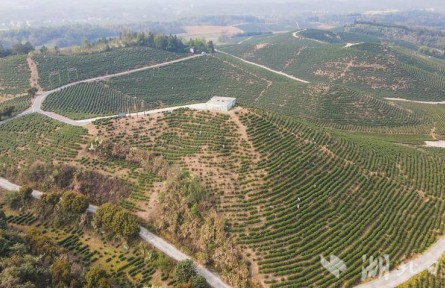 湖北崇陽：萬畝春茶搶“鮮”開采