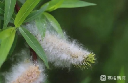 應(yīng)對(duì)“飛絮”季，南林大楊樹育種專家一次性給你講清楚！