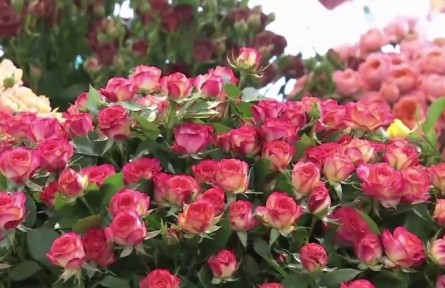 云南：強市場 樹品牌 深耕細作推動花卉產(chǎn)業(yè)持續(xù)健康發(fā)展