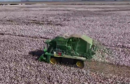 新疆：科企合作加快推進早熟棉花品種選育