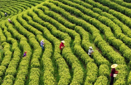 從“引活水”到“強保障”——金融服務為農業(yè)發(fā)展持續(xù)注入活力