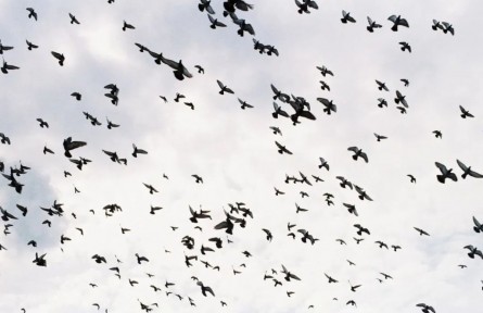 動物真的能預測地震？