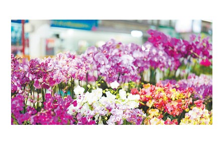 在華外國(guó)留學(xué)生走進(jìn)云南昆明花卉產(chǎn)業(yè)現(xiàn)代化示范園:對(duì)云南鮮花產(chǎn)業(yè)有了更加生動(dòng)的認(rèn)識(shí)