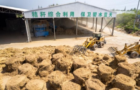 喂牛羊、作綠肥、養(yǎng)龍蝦——小秸稈釋放大能量！