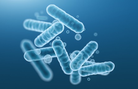 科技名詞|桿菌肽 bacitracin