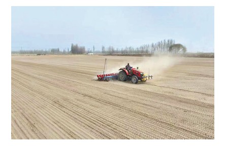 不育秧、不插秧，沙漠邊緣種水稻