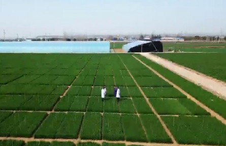 陜西寶雞：把科技成果落實(shí)到田間地頭