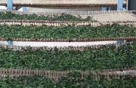 云南：春茶飄香 多地開(kāi)啟采茶“增收季”