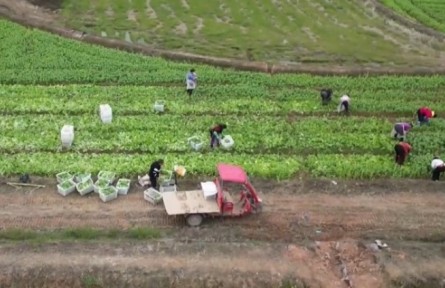 重慶：興產(chǎn)業(yè) 拓市場 激發(fā)鄉(xiāng)村振興動力活力