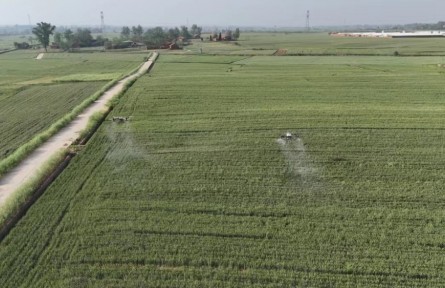 湖北棗陽(yáng)：搶抓時(shí)機(jī) 實(shí)施小麥“一噴三防”作業(yè)