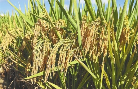 海南三亞再次實(shí)現(xiàn)雜交水稻年畝產(chǎn)4000斤