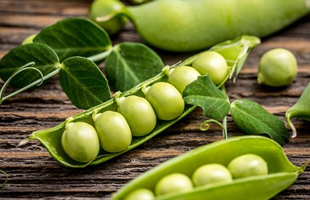 痛風(fēng)、高尿酸人群不能吃豌豆？