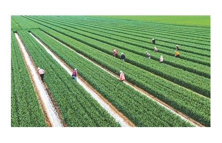 春播糧食進度加快 今年糧食豐收有基礎