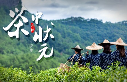 從三株茶樹到百畝茶田，他是當(dāng)之無愧的“大紅袍之父”