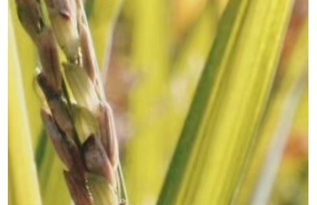 三亞南繁育種基地如何為“中國飯碗”打牢基礎(chǔ)？