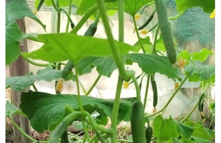 科普|科學(xué)家把黃瓜減脂功效提升了5倍