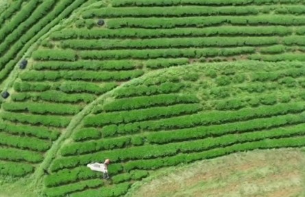 貴州抹茶“接二連三” 帶動10萬茶農(nóng)增收