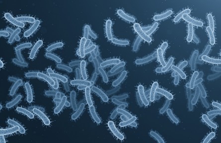 科技名詞|革蘭氏陽(yáng)性菌 Gram-positive bacteria