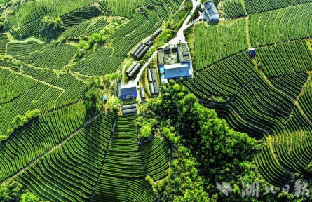 湖北十堰：竹山硒茶的煥新“密碼”