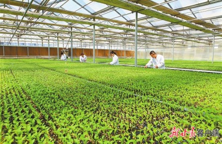 增速6.6%！甘肅農(nóng)業(yè)發(fā)展蹄疾步穩(wěn)