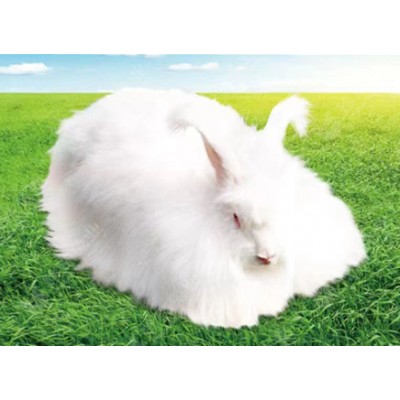 優(yōu)質(zhì)高產(chǎn)粗毛型長(zhǎng)毛兔新品系-珍珠長(zhǎng)毛兔