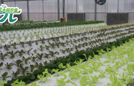 無土栽培的N種打開方式——3分鐘帶你了解無土栽培