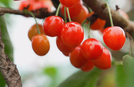 湖北建始：“櫻桃+”經(jīng)濟火熱 農(nóng)旅融合解鎖鄉(xiāng)村消費新場景