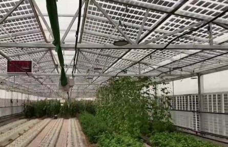 寧夏：鹽堿地高效利用 為現(xiàn)代農(nóng)業(yè)國際合作提供新機遇