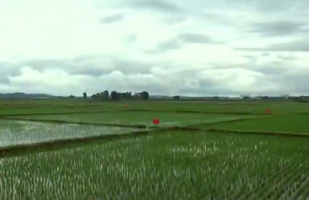 黑龍江：蝦稻共生 豐收“翻倍”