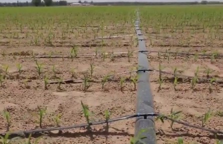 陜西：全面部署科學(xué)調(diào)度 全力抗旱減災(zāi)保收成