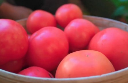 協(xié)同發(fā)展涌新潮：從田間到舌尖 解鎖京津冀農(nóng)產(chǎn)品“保鮮”密碼