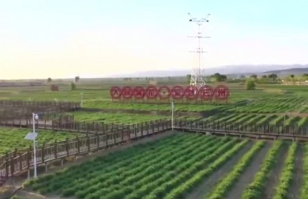 山西：從“一朵黃花”到“一路生花”