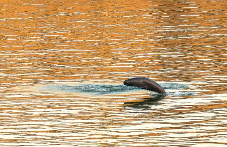 長(zhǎng)江流域水生生物多樣性 aquatic biodiversity in the Yangtze River basin