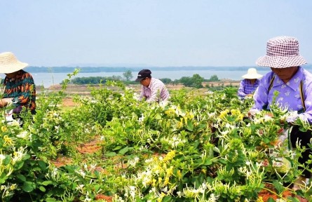 湖北嘉魚：大巖湖畔金銀花開