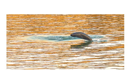 長江水生生物多樣性持續(xù)恢復 禁漁第五年 亮出成績單