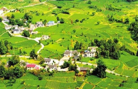 貴州遵義：從“紅”到“綠”產(chǎn)業(yè)興 著力打造農(nóng)業(yè)特色優(yōu)勢產(chǎn)業(yè)集群