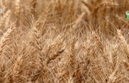 麥浪滾滾穗飄香，開鐮收割！機收率超90% 小麥收割按下“快進鍵”