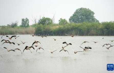 山東東營：黃河三角洲生機(jī)盎然