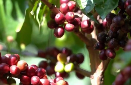 “龍頭”引領 科技支撐 云南高原特色農業(yè)向“新”而行提質增效