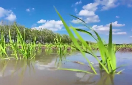 黑龍江：改出高產(chǎn)田 豐收有奔頭