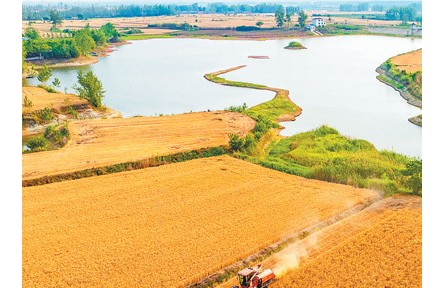全國“三夏”大規(guī)模小麥機收全面展開