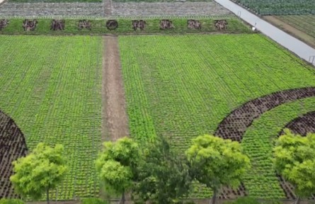 北京發(fā)布60個蔬菜品種更新?lián)Q代推薦品種