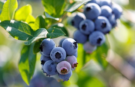 多吃藍莓，能讓人變白？