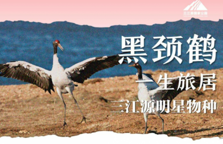 走近三江源|三江源明星物種：一生旅居——黑頸鶴