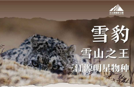 走近三江源|三江源明星物種：雪山之王——雪豹
